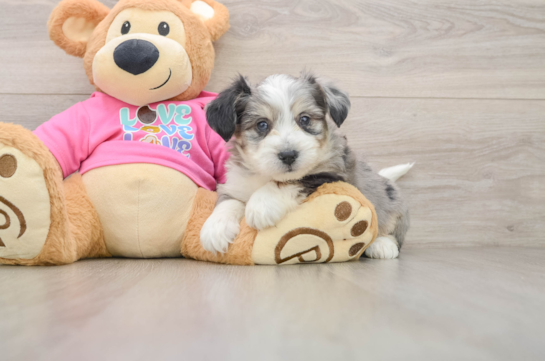 Aussiechon Puppy for Adoption