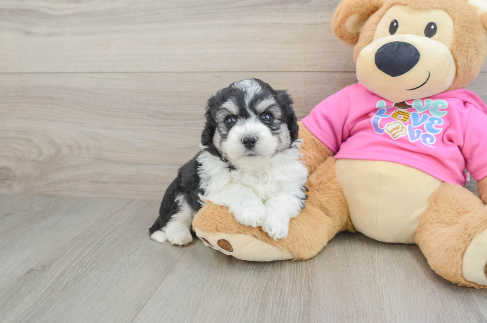 5 week old Aussiechon Puppy For Sale - Seaside Pups