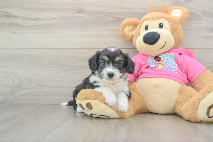 Aussiechon Puppy for Adoption