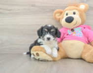7 week old Aussiechon Puppy For Sale - Seaside Pups