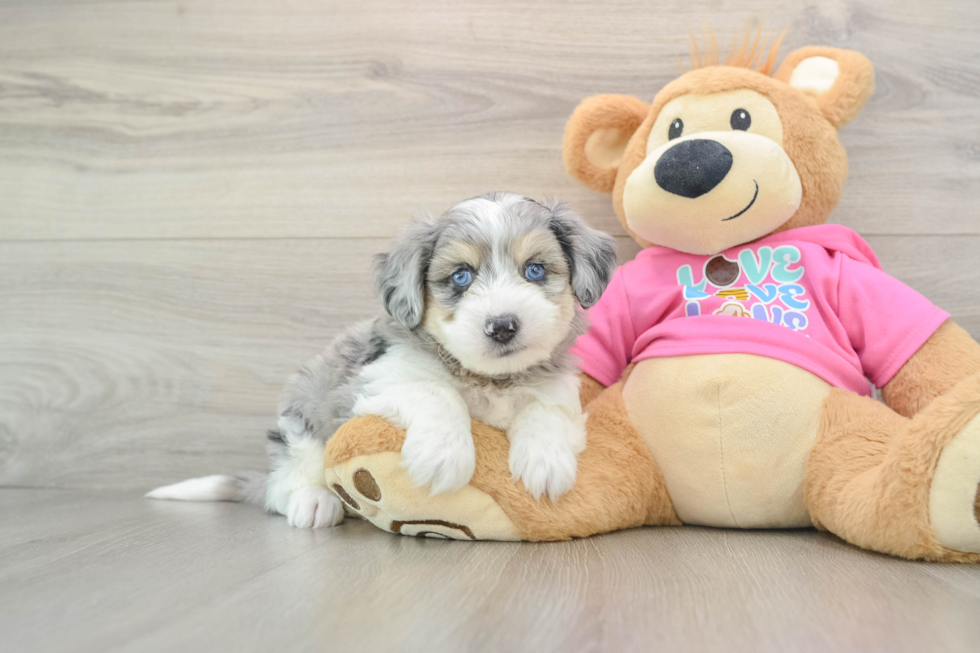 Best Aussiechon Baby