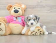 6 week old Aussiechon Puppy For Sale - Seaside Pups
