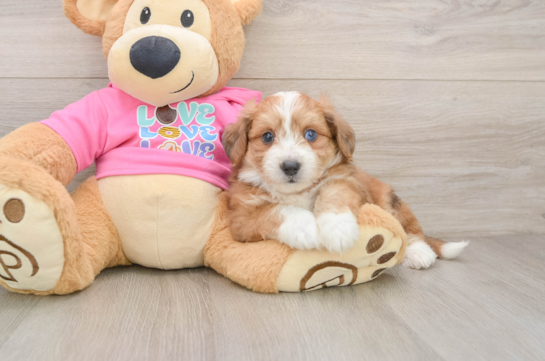 Aussiechon Puppy for Adoption