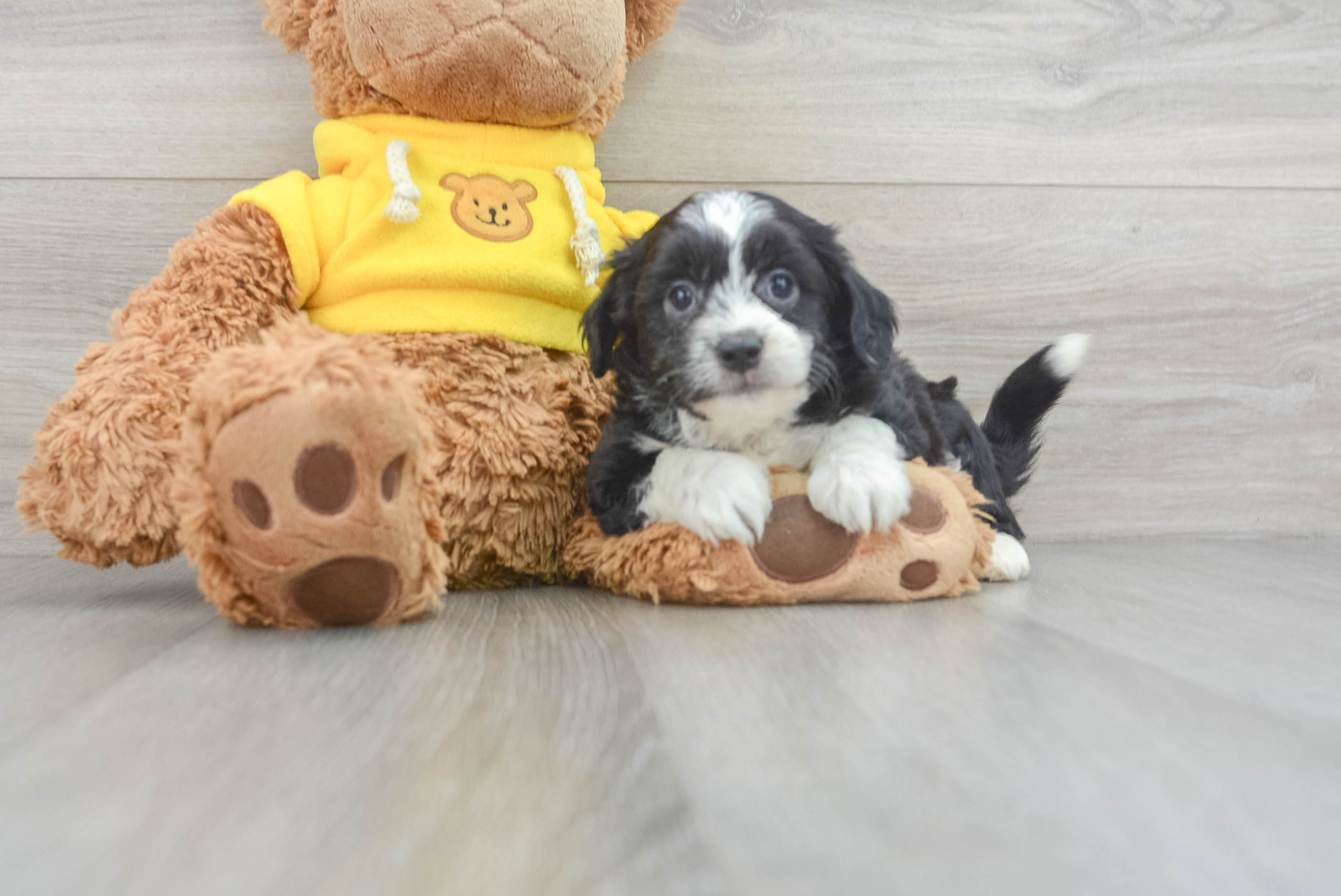 Popular Aussiechon Designer Pup