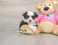 7 week old Aussiechon Puppy For Sale - Seaside Pups