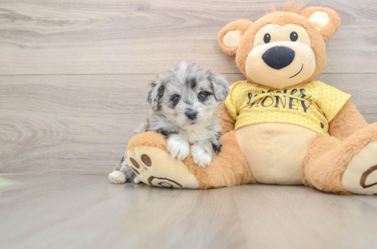 Petite Aussiechon Designer Pup