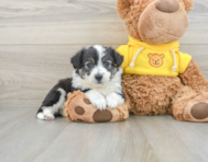 6 week old Aussiechon Puppy For Sale - Seaside Pups