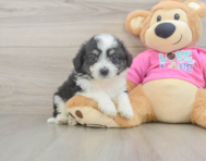 6 week old Aussiechon Puppy For Sale - Seaside Pups