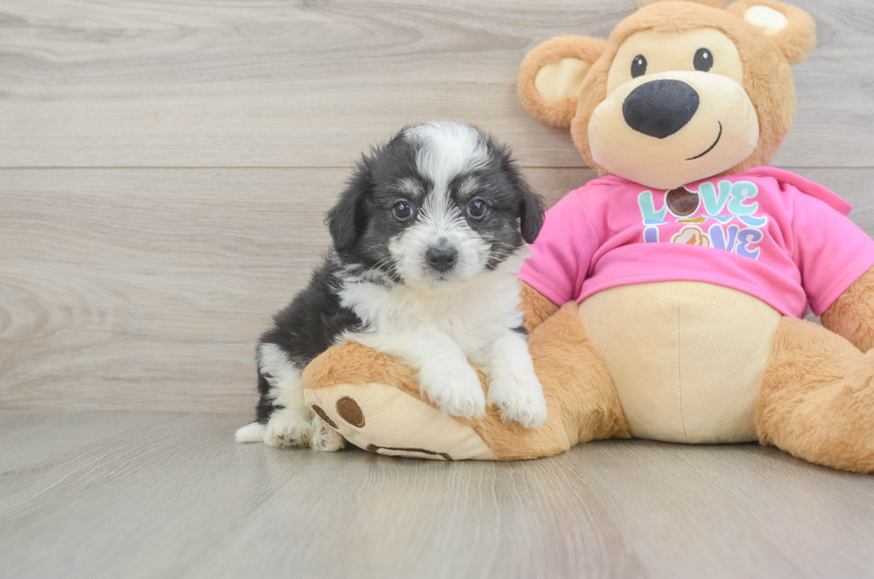 6 week old Aussiechon Puppy For Sale - Seaside Pups