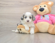 8 week old Aussiechon Puppy For Sale - Seaside Pups