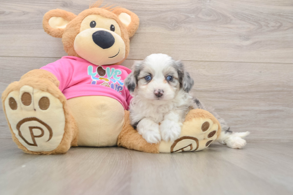 Best Aussiechon Baby