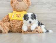 8 week old Aussiechon Puppy For Sale - Seaside Pups