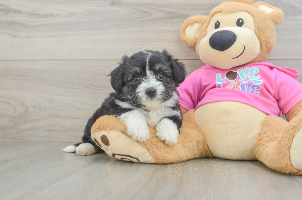 6 week old Aussiechon Puppy For Sale - Seaside Pups