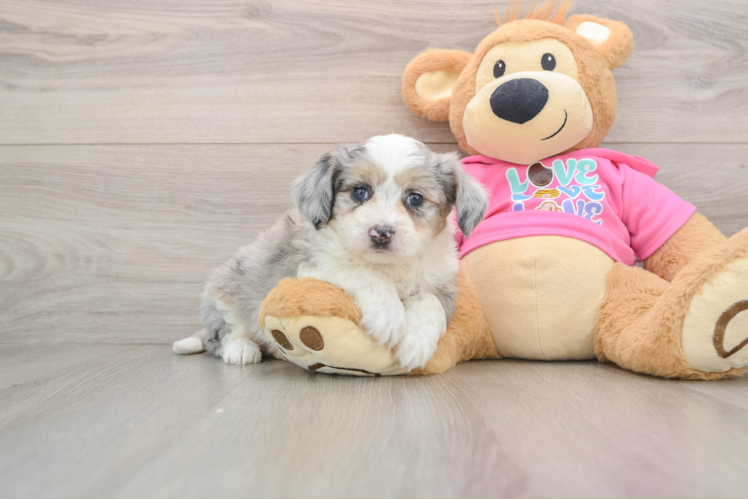 Aussiechon Pup Being Cute