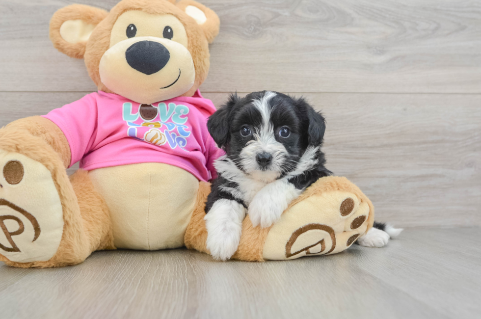 6 week old Aussiechon Puppy For Sale - Seaside Pups