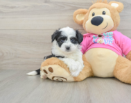 6 week old Aussiechon Puppy For Sale - Seaside Pups