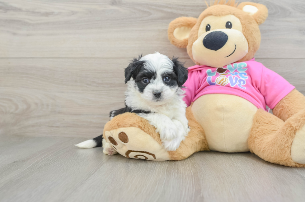 5 week old Aussiechon Puppy For Sale - Seaside Pups