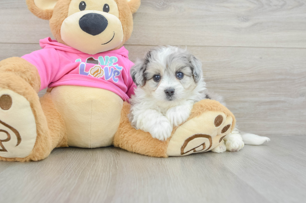 6 week old Aussiechon Puppy For Sale - Seaside Pups