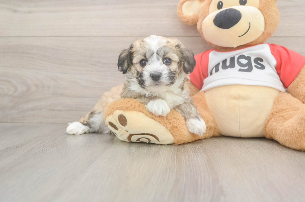 5 week old Aussiechon Puppy For Sale - Seaside Pups