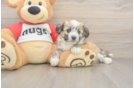 Best Aussiechon Baby