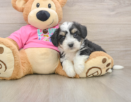 7 week old Aussiechon Puppy For Sale - Seaside Pups