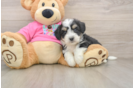 Small Aussiechon Baby