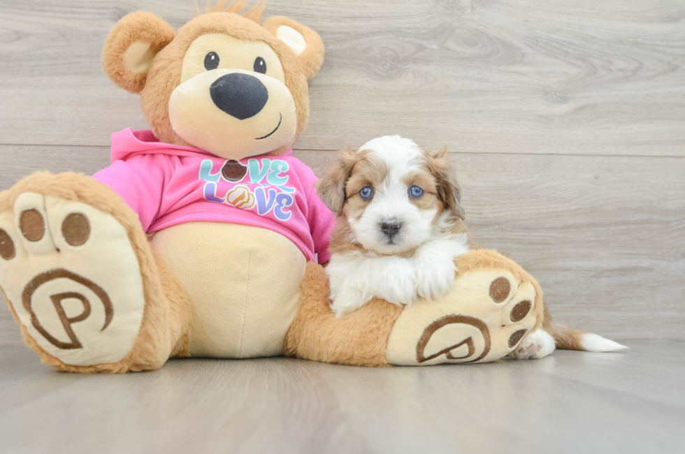 5 week old Aussiechon Puppy For Sale - Seaside Pups