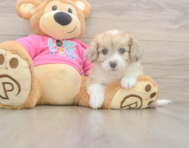 7 week old Aussiechon Puppy For Sale - Seaside Pups