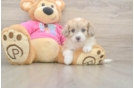 Petite Aussiechon Designer Pup