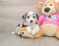 7 week old Aussiechon Puppy For Sale - Seaside Pups