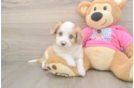 Aussiechon Pup Being Cute