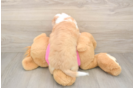 Smart Aussiechon Designer Pup