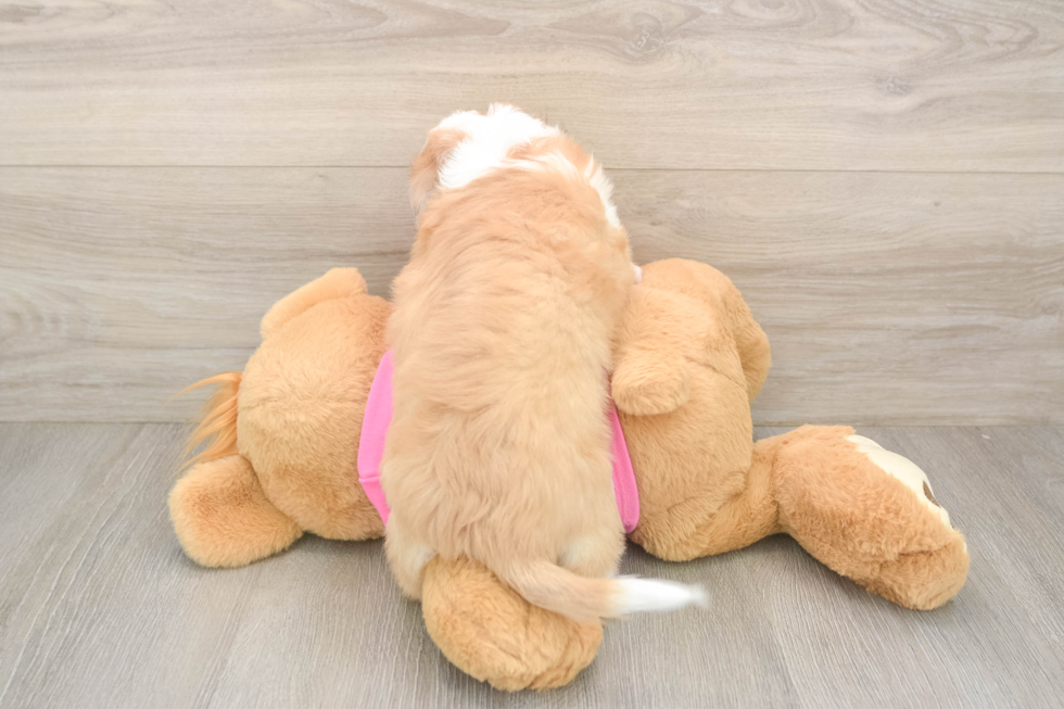 Smart Aussiechon Designer Pup