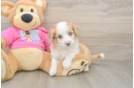 Petite Aussiechon Designer Pup