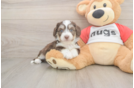 Best Aussiechon Baby
