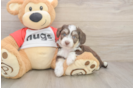 Aussiechon Puppy for Adoption