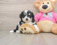 7 week old Aussiechon Puppy For Sale - Seaside Pups