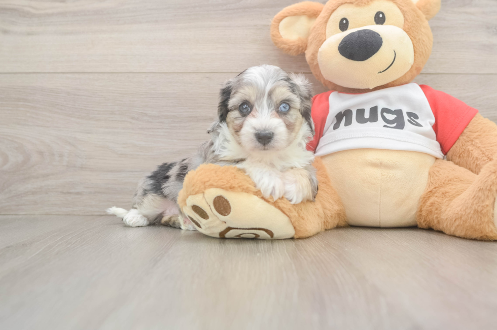 5 week old Aussiechon Puppy For Sale - Seaside Pups