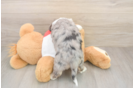 Hypoallergenic Aussie Bichon Designer Puppy