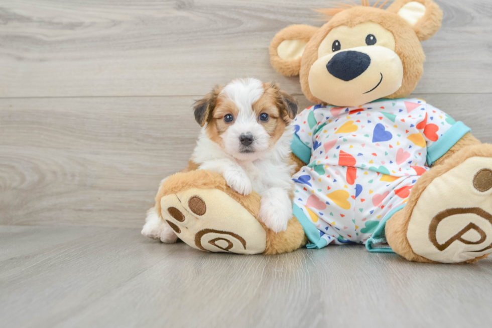 Aussiechon Pup Being Cute