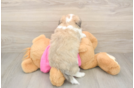 Aussiechon Puppy for Adoption