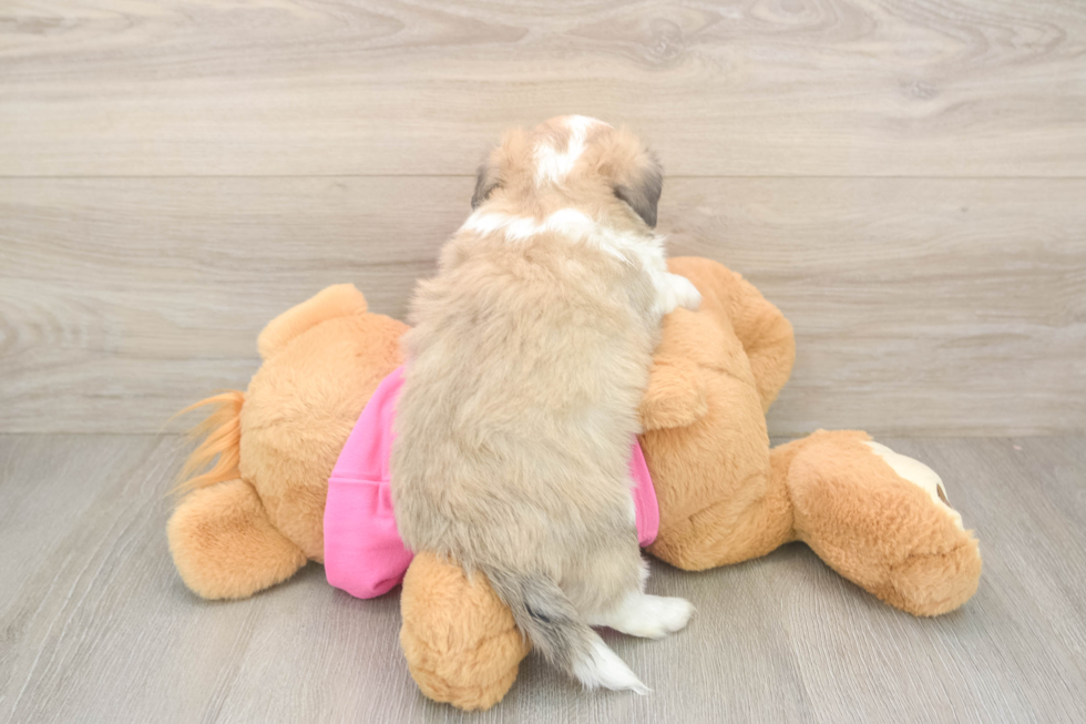 Aussiechon Puppy for Adoption