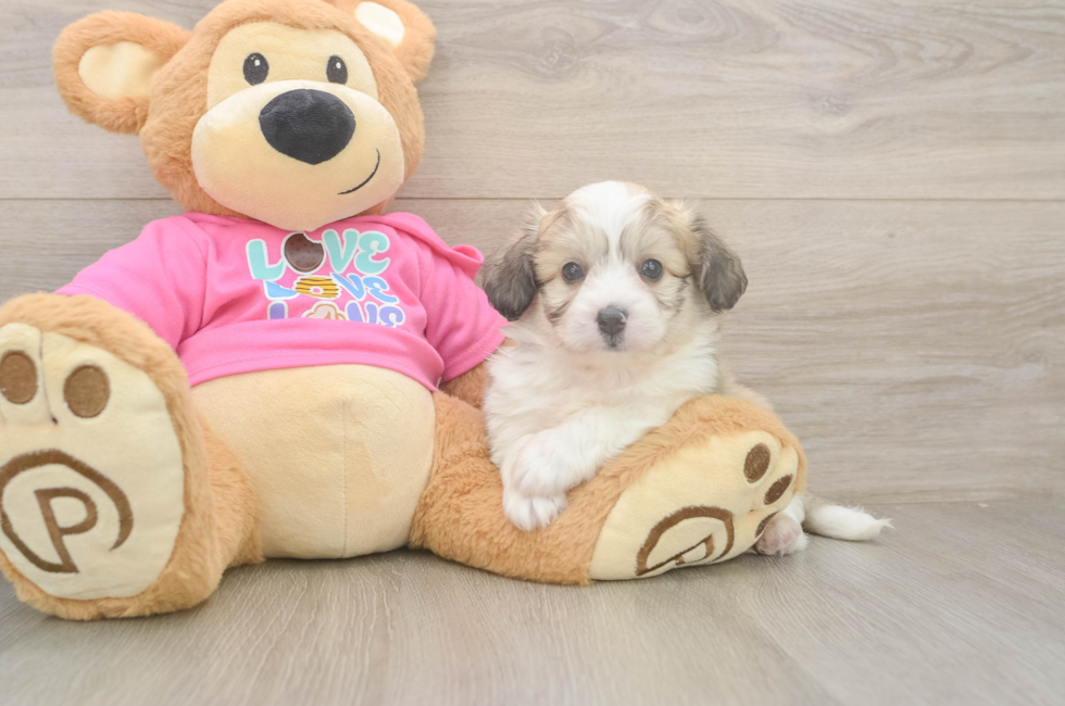 5 week old Aussiechon Puppy For Sale - Seaside Pups