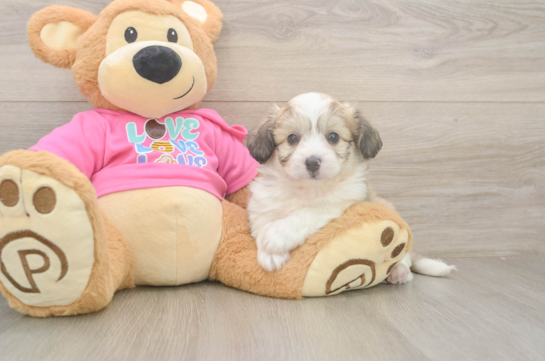 Best Aussiechon Baby