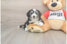 Best Aussiechon Baby