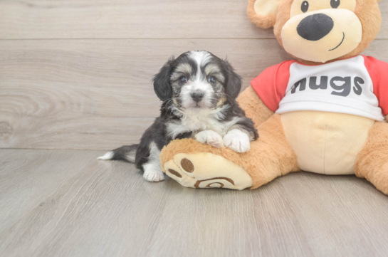 Best Aussiechon Baby