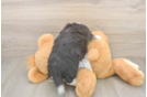 Aussiechon Puppy for Adoption