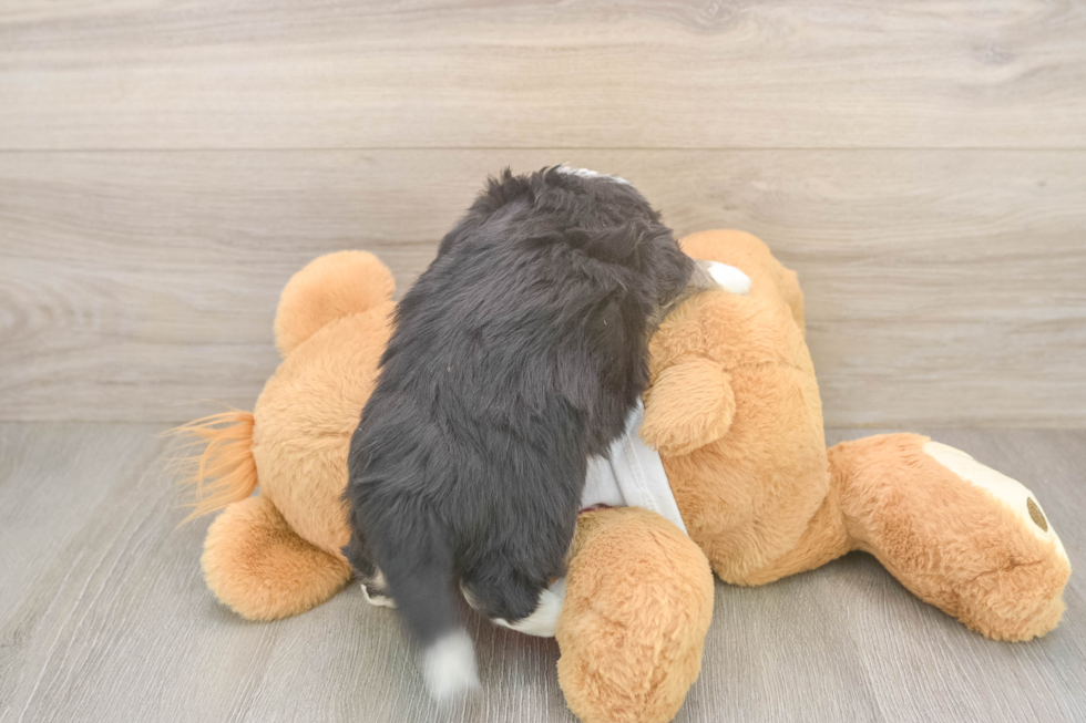 Aussiechon Puppy for Adoption