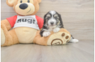 Playful Aussie Bichon Designer Puppy
