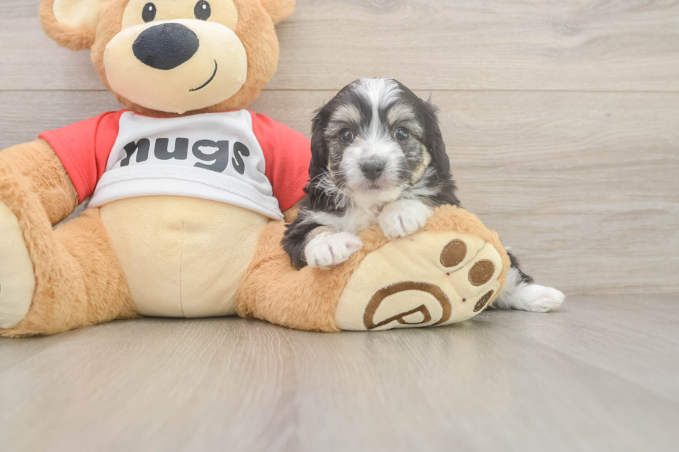 Playful Aussie Bichon Designer Puppy
